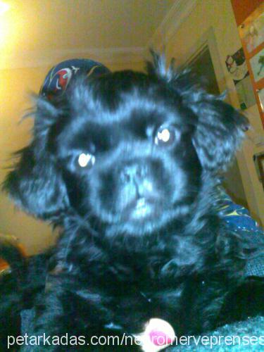 negro Erkek Pekingese