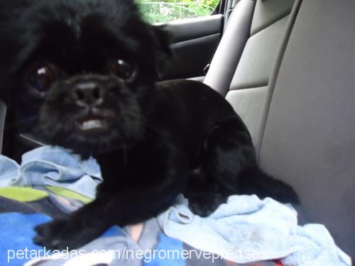 negro Erkek Pekingese