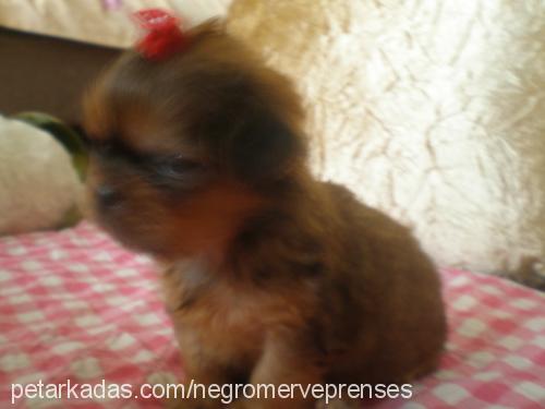 prenses Dişi Pekingese