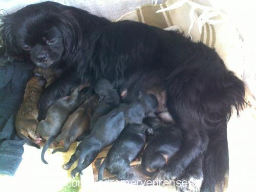 prenses Dişi Pekingese