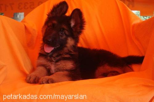 maya Dişi Alman Çoban Köpeği