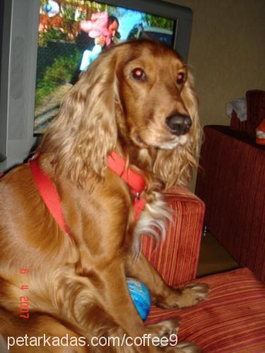 coffee Erkek İngiliz Cocker Spaniel