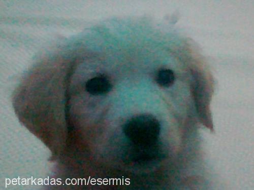 karpuz Erkek Golden Retriever