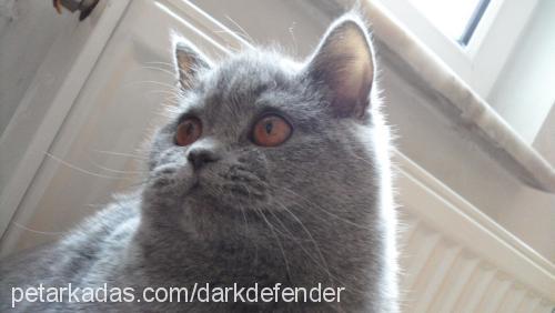 rozie Dişi British Shorthair