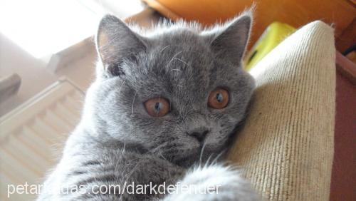 rozie Dişi British Shorthair