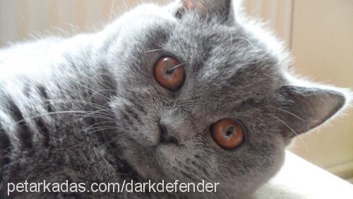 rozie Dişi British Shorthair