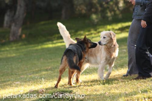 candyvonatlas Dişi Alman Çoban Köpeği