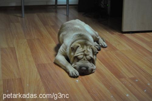 limon Erkek Çin Shar-Pei