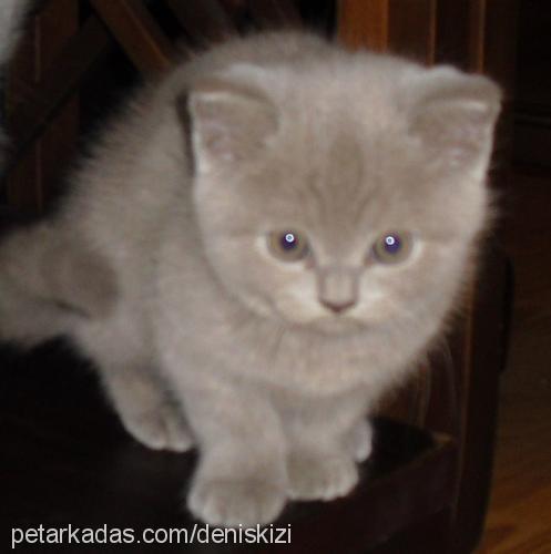 aşkım Dişi British Shorthair