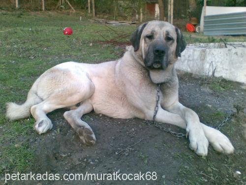 reis Erkek Kangal