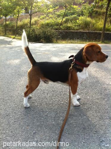 dino Erkek Beagle