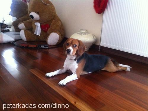 dino Erkek Beagle