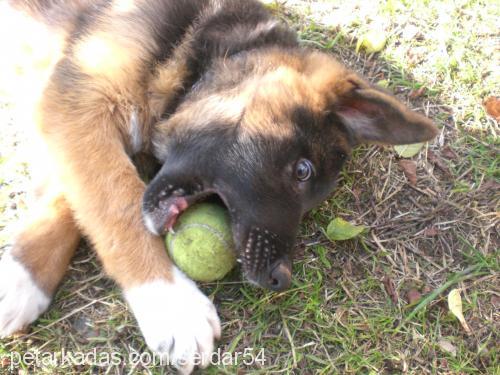 leo Erkek Alman Çoban Köpeği