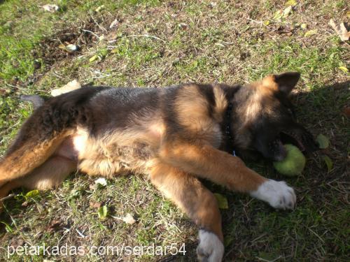 leo Erkek Alman Çoban Köpeği