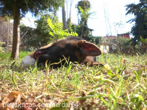 leo Erkek Alman Çoban Köpeği