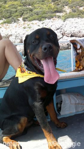 doggie Erkek Rottweiler