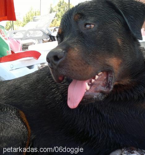 doggie Erkek Rottweiler