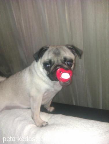 zeytin Dişi Pug