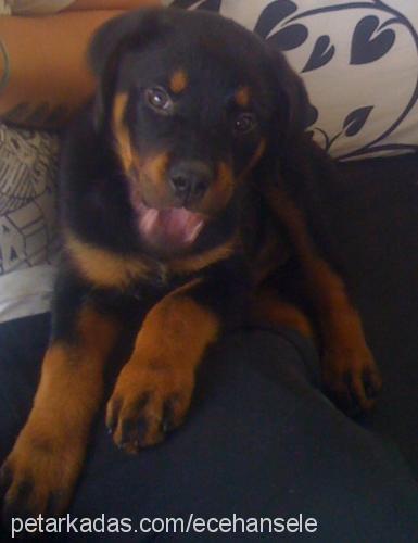 bobo Erkek Rottweiler