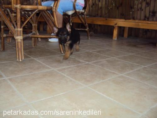 paşa Erkek Alman Çoban Köpeği