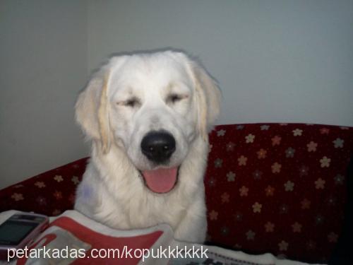 köpük Dişi Golden Retriever