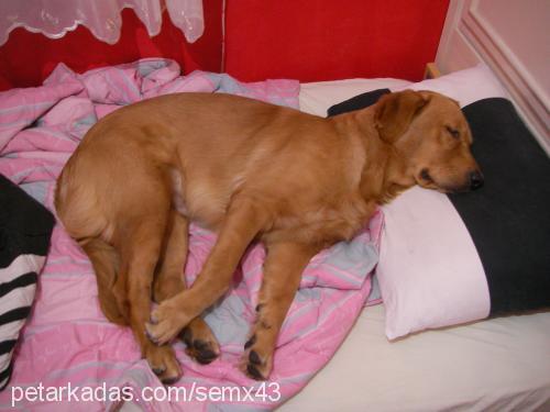 asil Erkek Golden Retriever