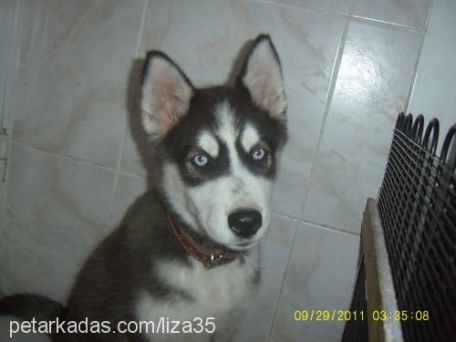 liza Dişi Sibirya Kurdu (Husky)