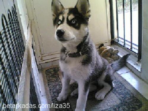 liza Dişi Sibirya Kurdu (Husky)