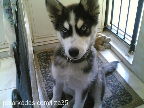 liza Dişi Sibirya Kurdu (Husky)