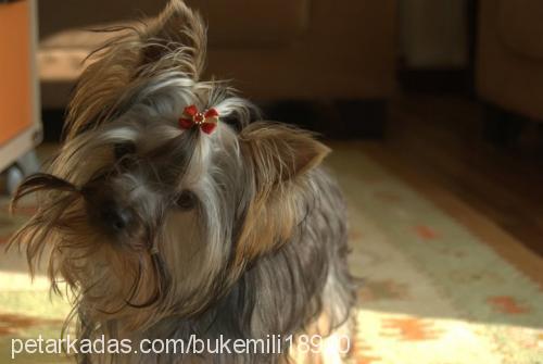 milkshakegolden Erkek Yorkshire Terrier