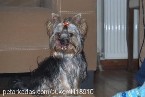 milkshakegolden Erkek Yorkshire Terrier