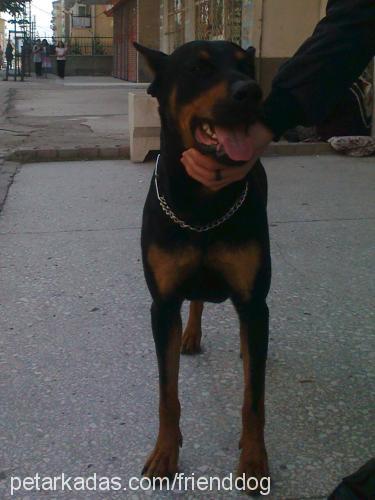 montana Erkek Doberman Pinscher