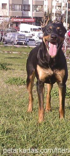 montana Erkek Doberman Pinscher