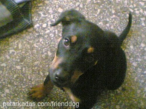 montana Erkek Doberman Pinscher