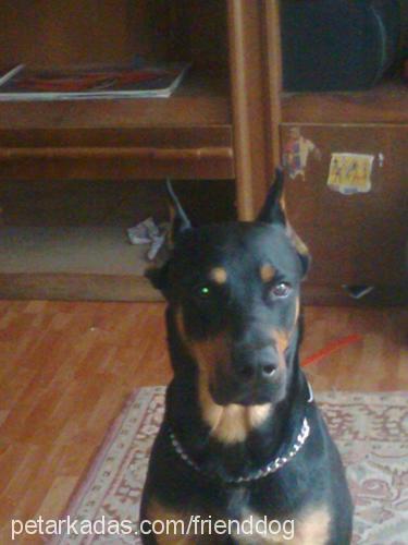 montana Erkek Doberman Pinscher