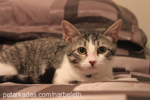 bonju Dişi American Shorthair