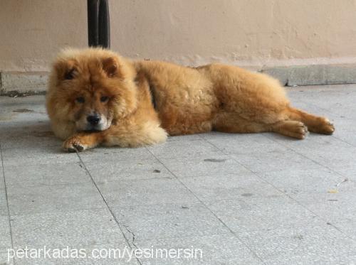 karamel Dişi Chow Chow