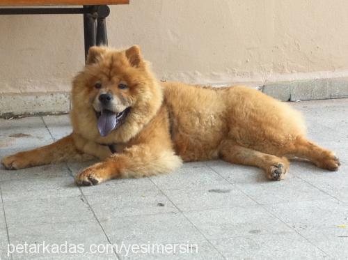 karamel Dişi Chow Chow