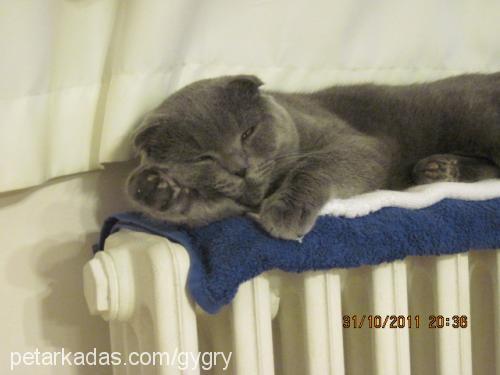 zeus Erkek Scottish Fold