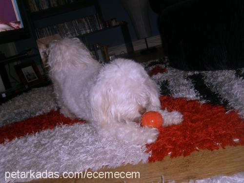 köpük Dişi West Highland White Terrier