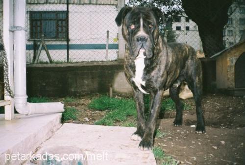 body Erkek Mastiff