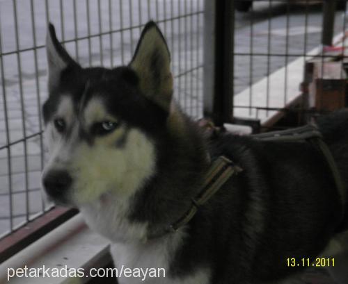 efe Erkek Sibirya Kurdu (Husky)