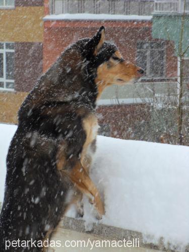 alfa Erkek Alaskan Malamute