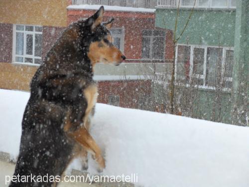 alfa Erkek Alaskan Malamute