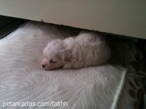 çıtır Dişi West Highland White Terrier