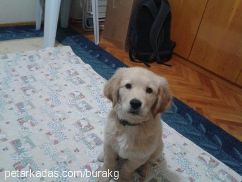 tommy Erkek Golden Retriever