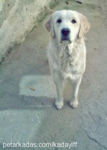 kadayıf Dişi Golden Retriever