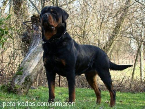 rodi Erkek Rottweiler