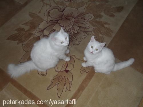 pasha Erkek Ankara Kedisi (Angora)