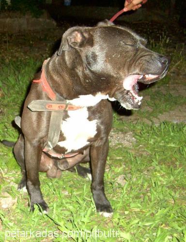 cash Erkek Amerikan Staffordshire Terrier